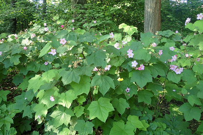 Green leaves and with pink flowers of Rubus odoratus, commonly known as purple-flowered raspberry,  in a forest setting