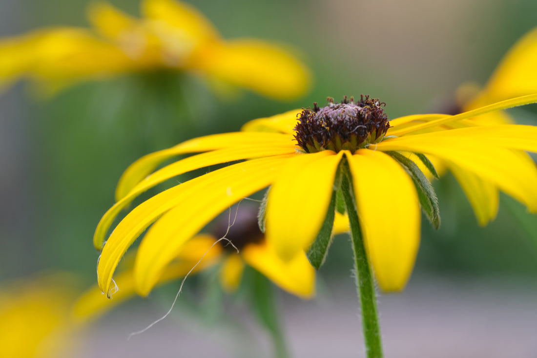 Rudbeckia fulgida var. deamii (Deam&