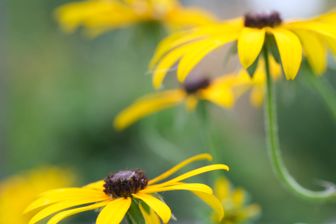 Rudbeckia fulgida var. deamii (Deam&