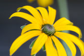 Rudbeckia fulgida var. deamii (Deam&