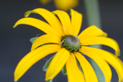 Rudbeckia fulgida var. deamii (Deam&