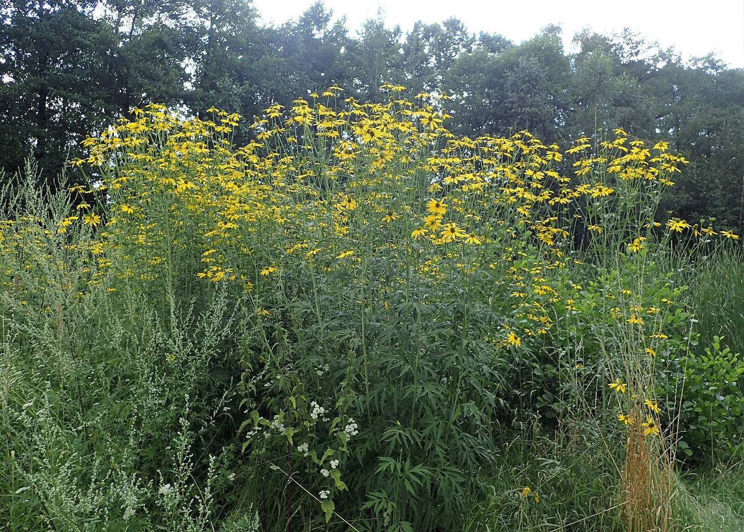 An image showing the green foliage and yellow and green flowers of Rudbeckia laciniata, commonly known as tall coneflower, blooming in a natural setting.