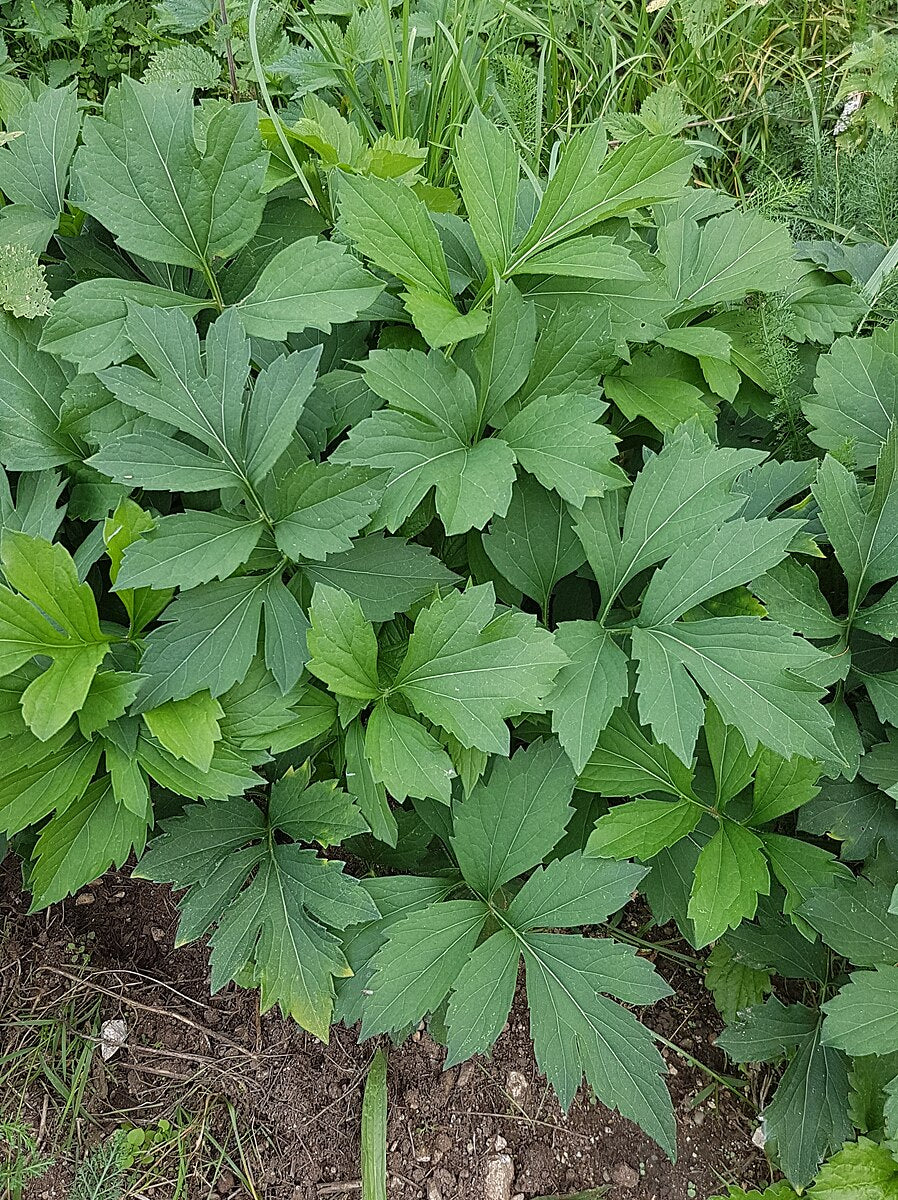 An image showing the textural green foliage of Rudbeckia laciniata, commonly known as tall coneflower, against soil.