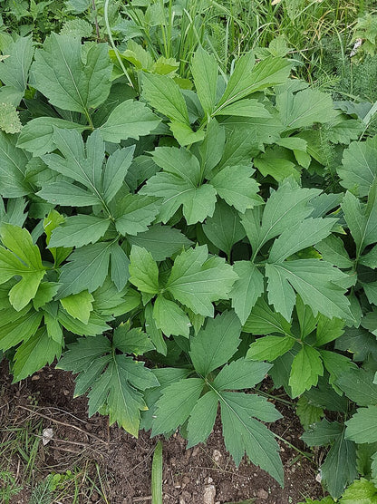 An image showing the textural green foliage of Rudbeckia laciniata, commonly known as tall coneflower, against soil.