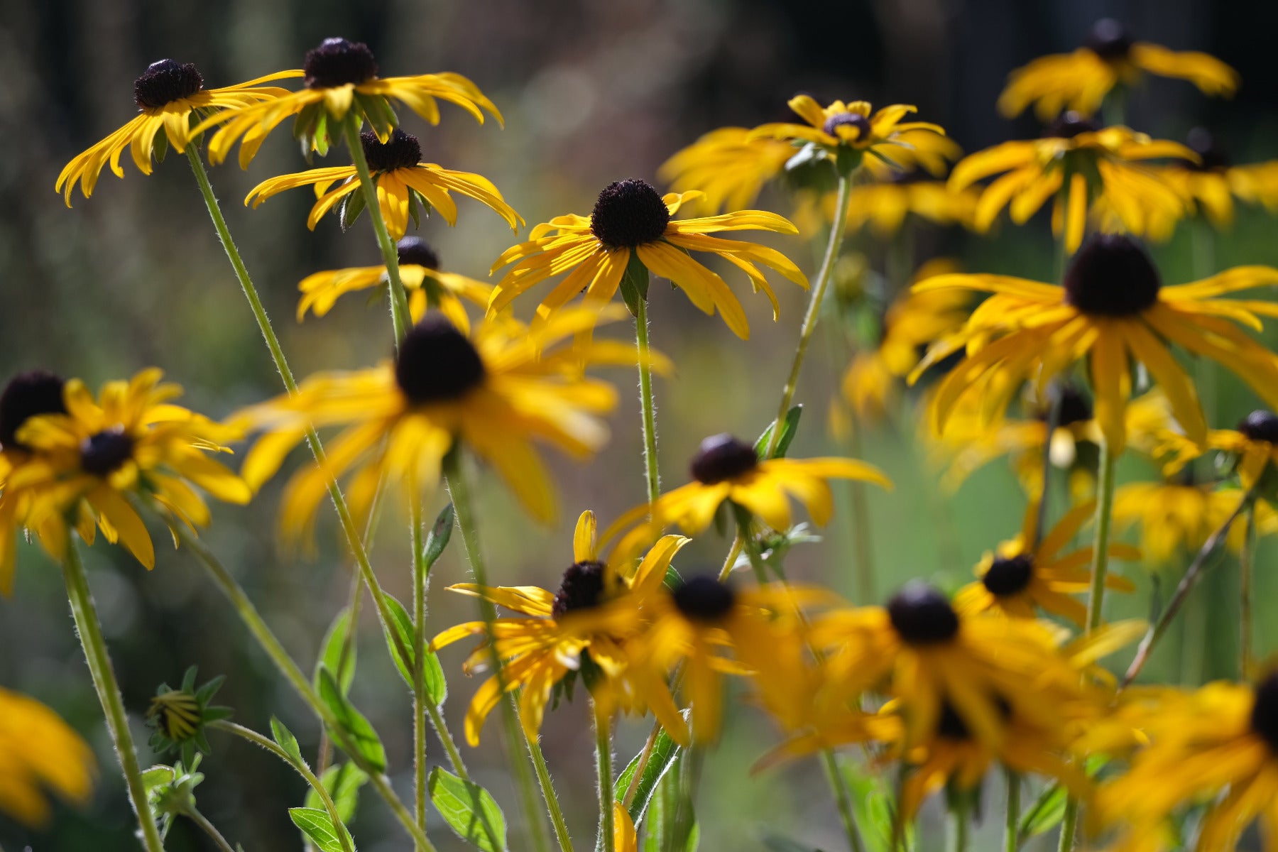 Image of yellow and brown Rudbeckia fulgida var. deamii flowers in a field