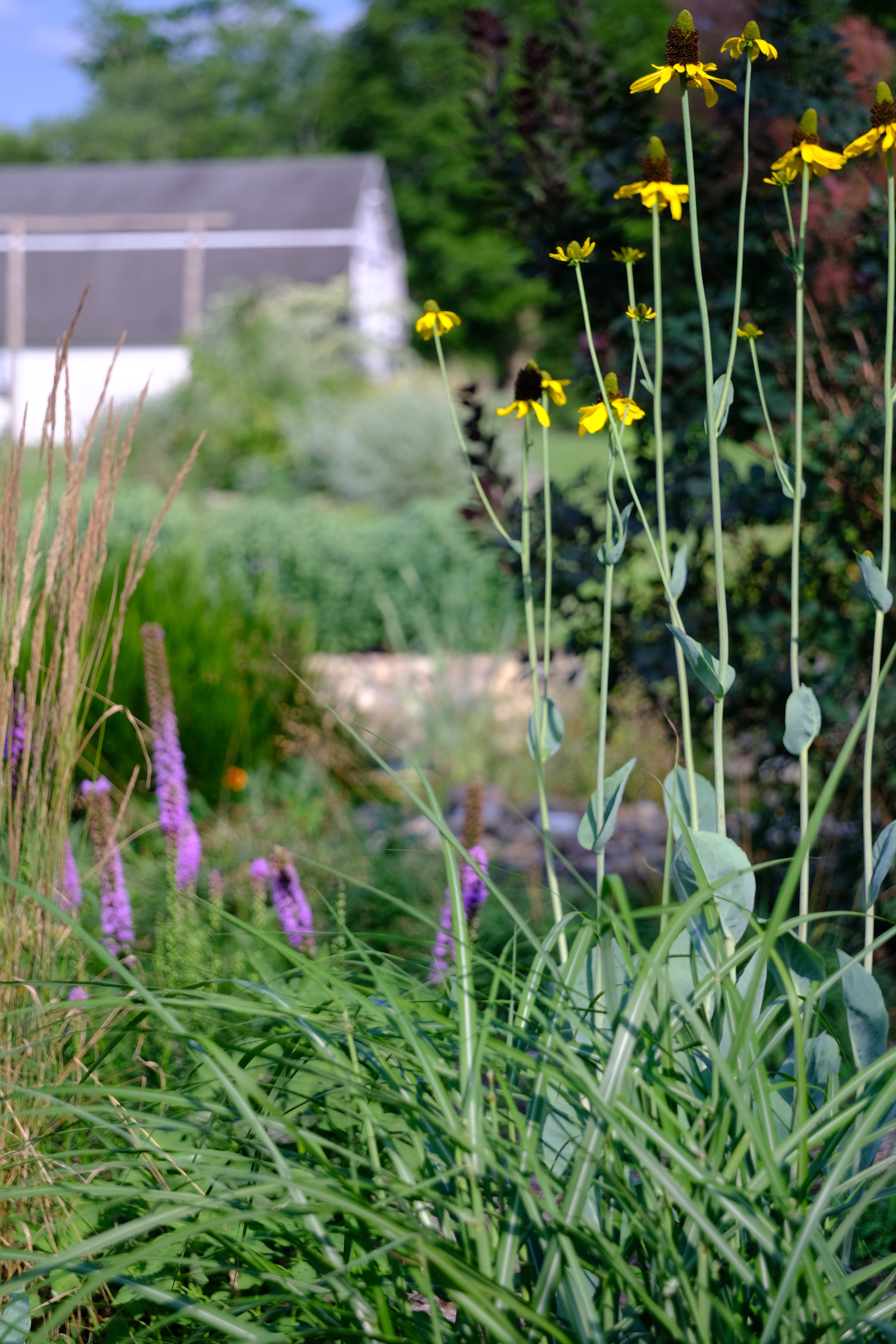 Rudbeckia maxima with liatris in the garden