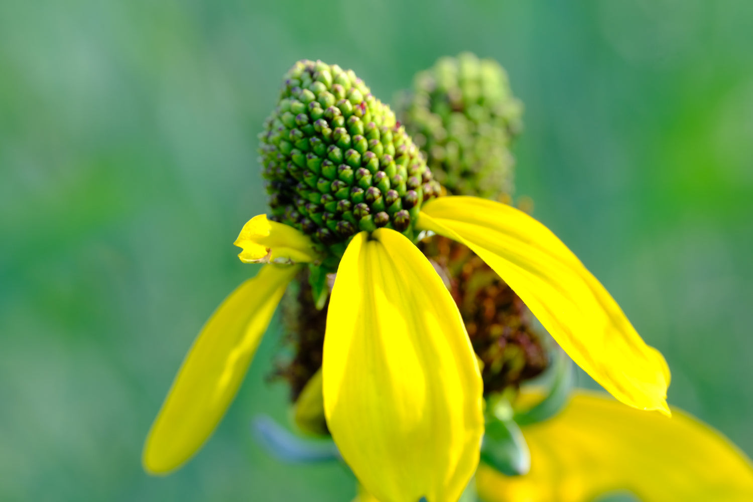 rudbeckia maxima flowers at The Old Dairy Nursery