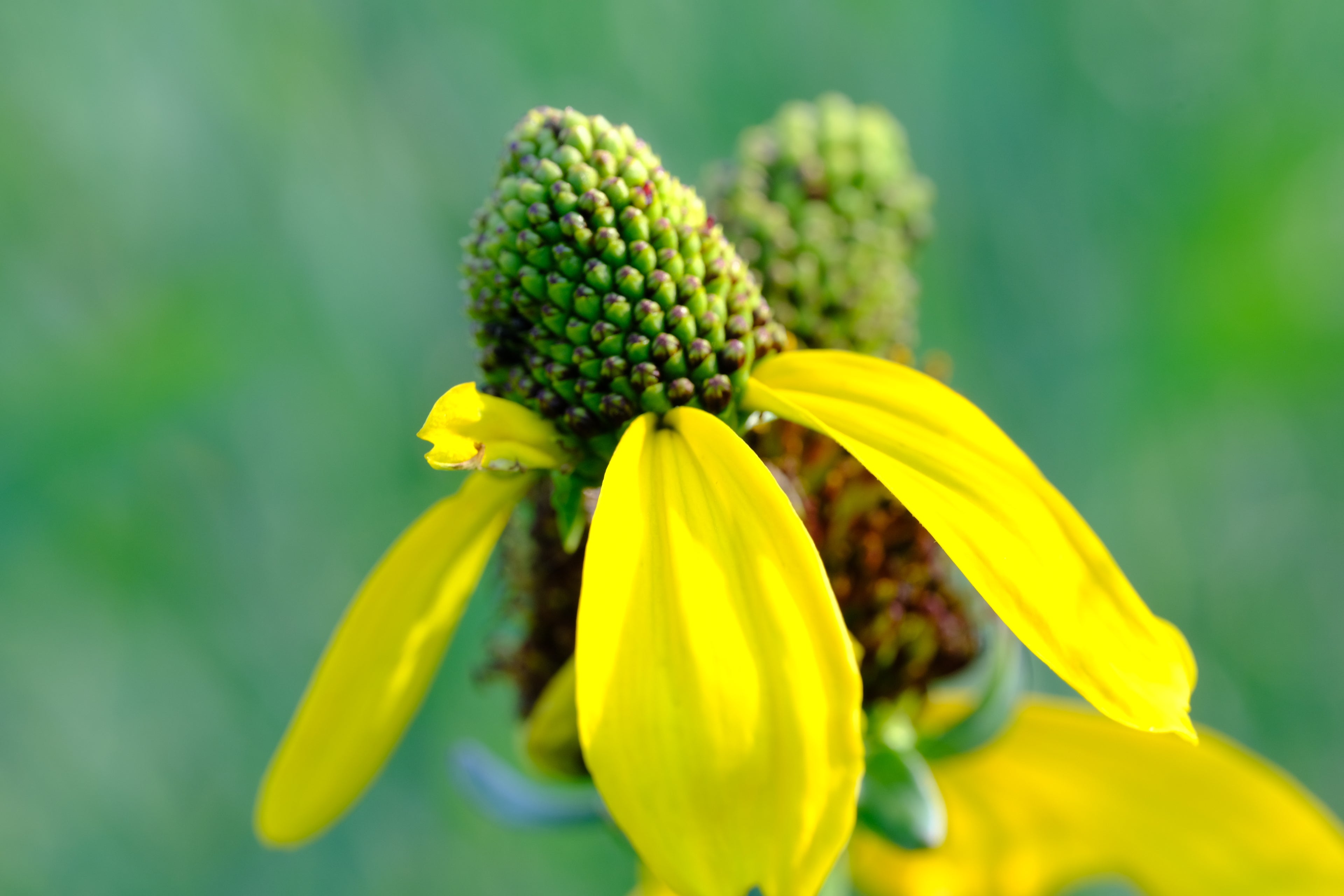 Rudbeckia maxima