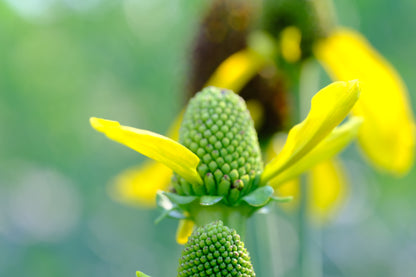 rudbeckia maxima flowers