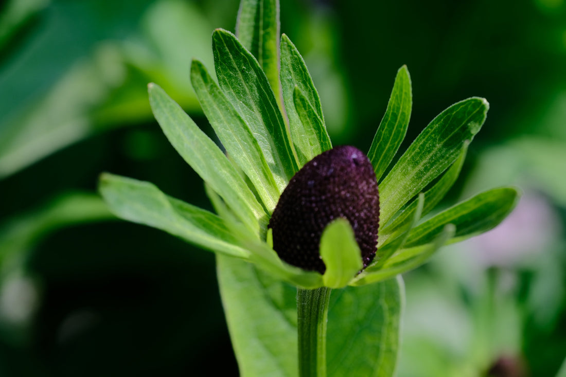 Rudbeckia occidentalis &