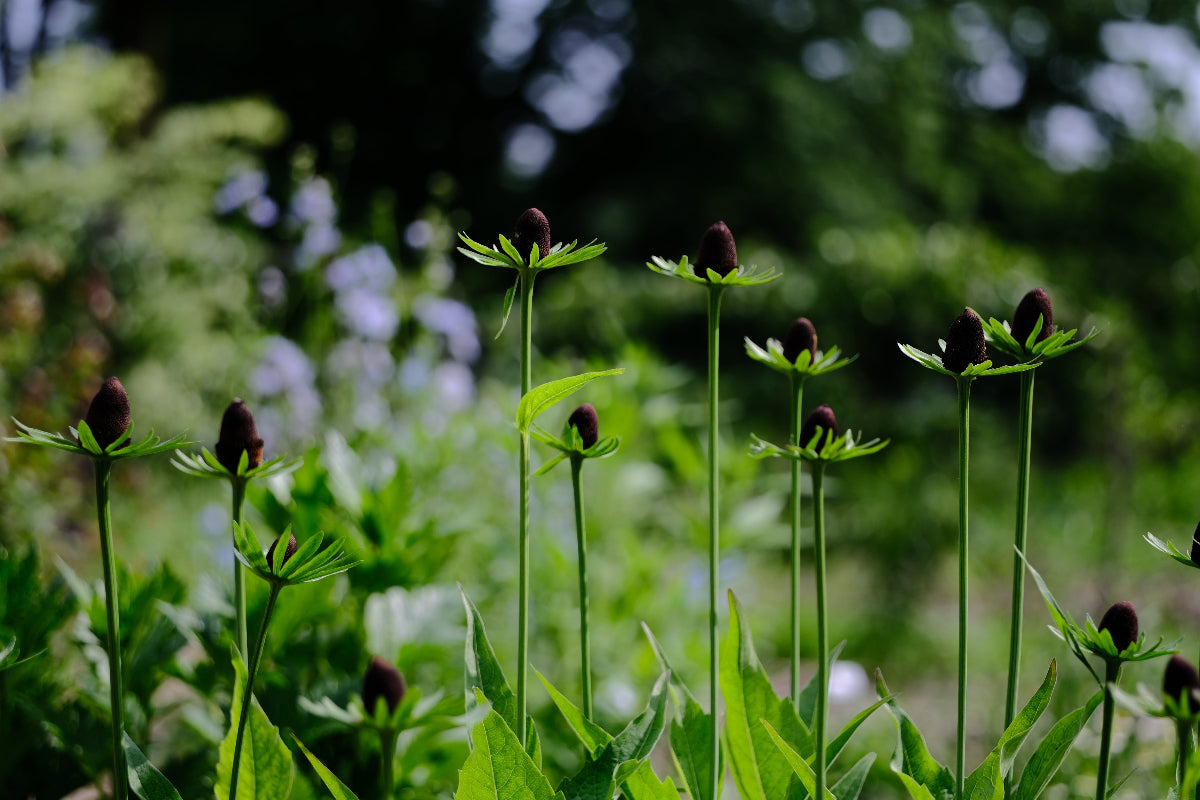 Rudbeckia occidentalis 'Green Wizard' | black-eyed susan