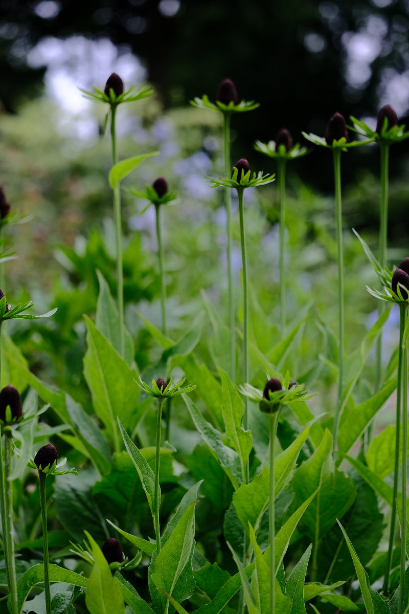 Rudbeckia occidentalis &
