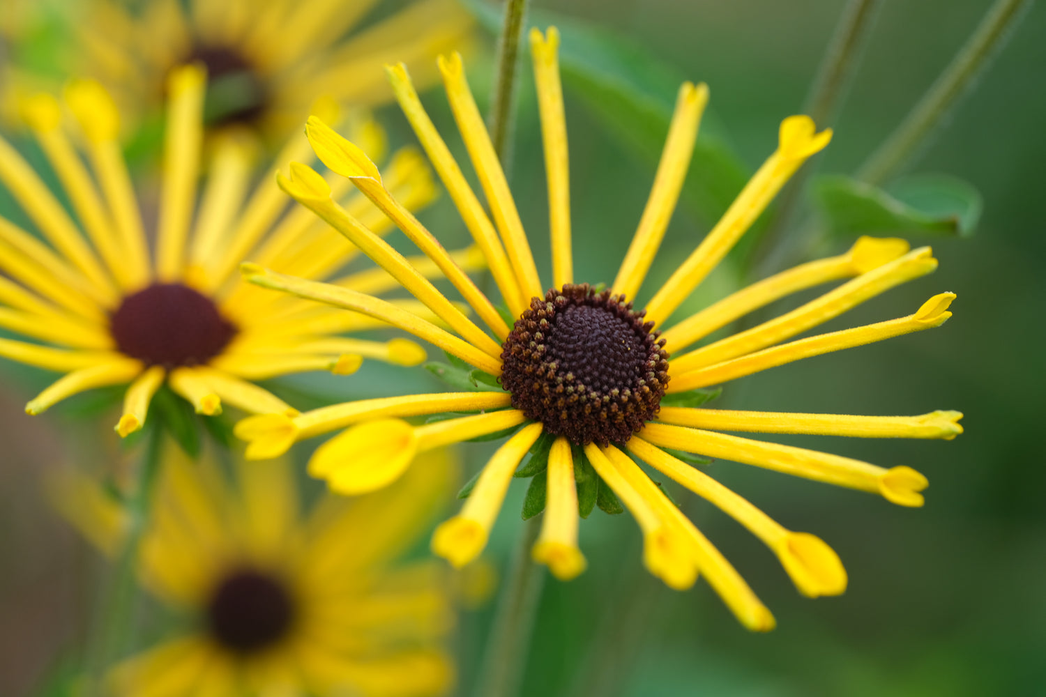 Rudbeckia subtomentosa &