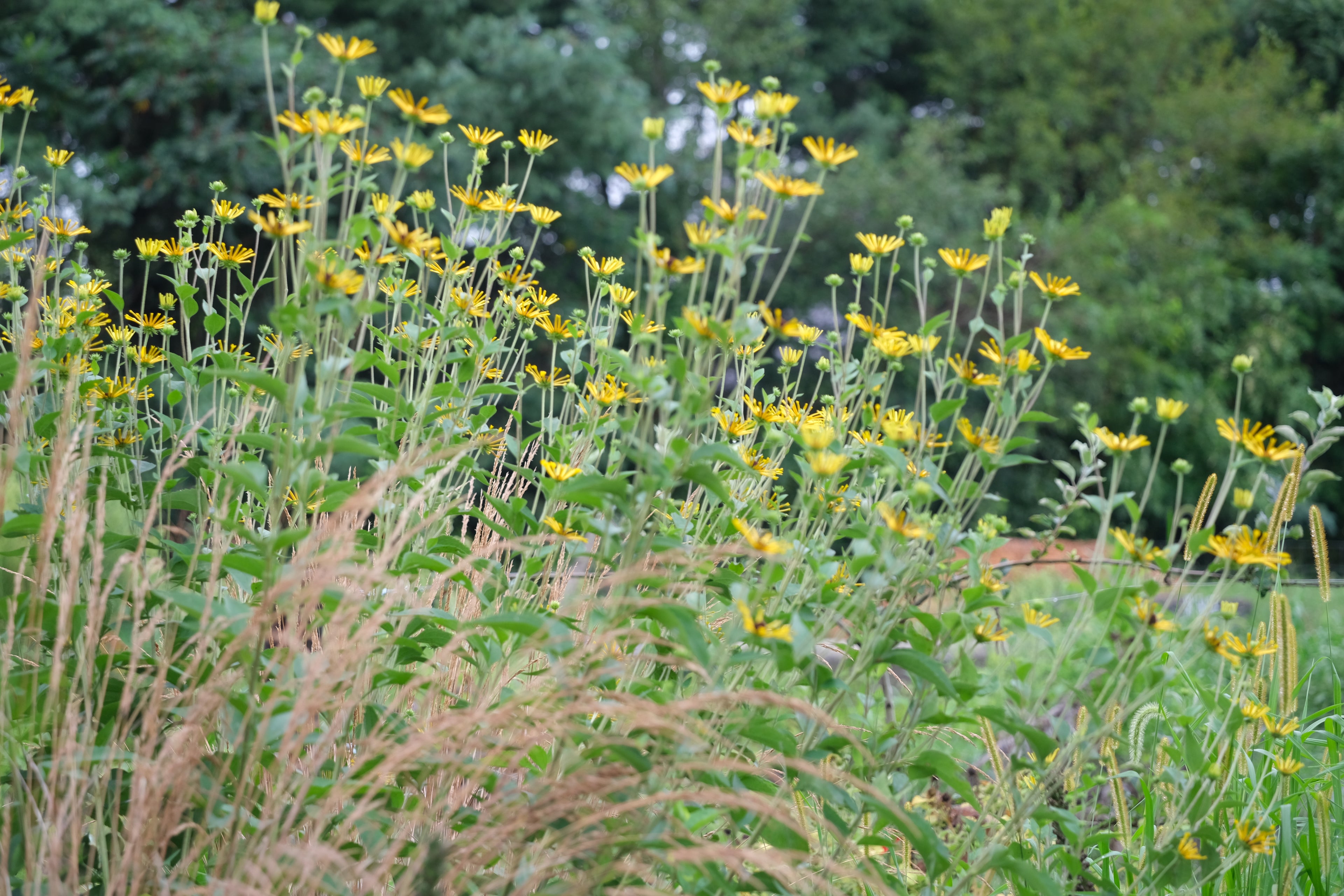 Rudbeckia subtomentosa &