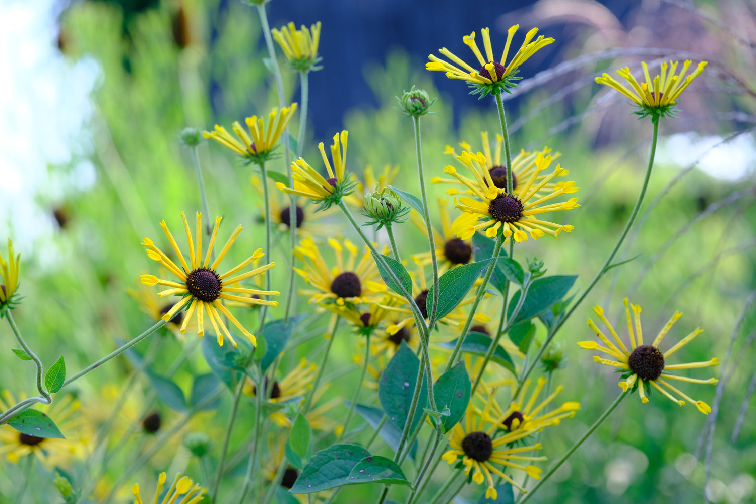 Rudbeckia subtomentosa &