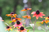 Rudbeckia triloba &