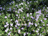 Close-up of a Wild petunia (Ruellia humilis) plant with small purple flowers