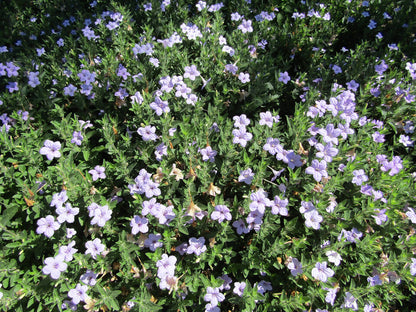 Close-up of a Wild petunia (Ruellia humilis) plant with small purple flowers