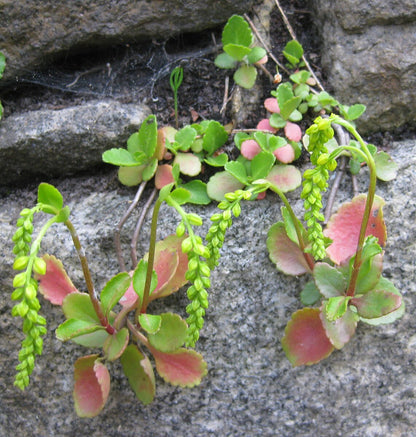 Chiastophyllum oppositifolium | lamb&