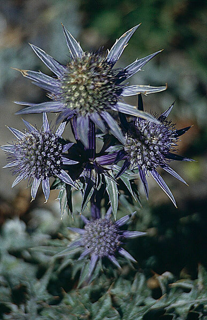 A close-up of Eryngium amethystinum, also known as amethyst sea holly, with its thistle-like purple flowers.