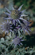 A close-up of Eryngium amethystinum, also known as amethyst sea holly, with its thistle-like purple flowers.