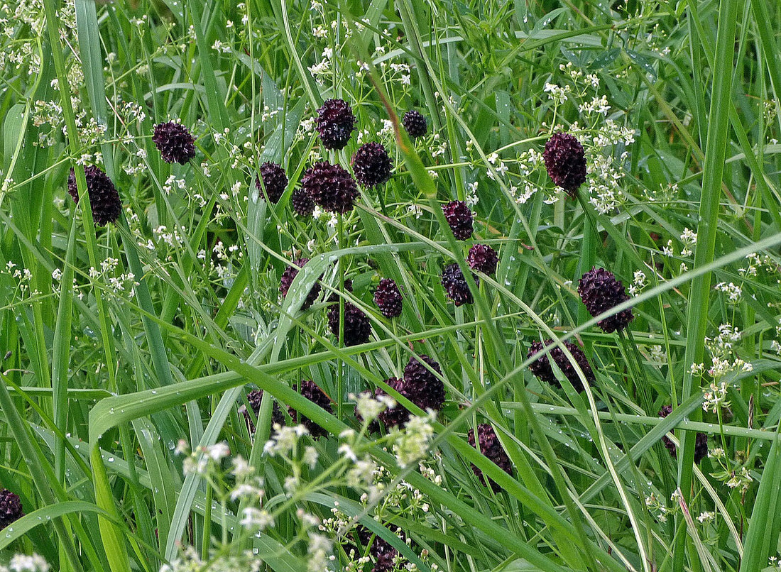 Black flowers of Sanguisorba officinalis &
