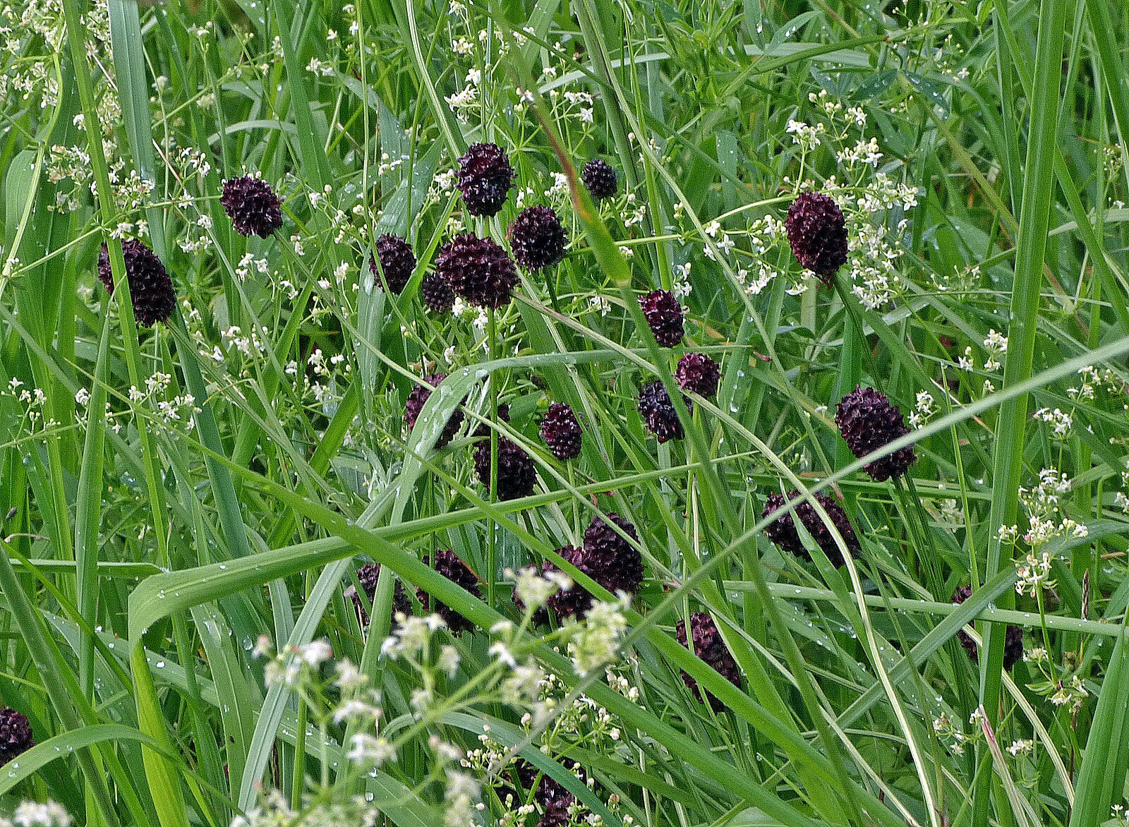 Black flowers of Sanguisorba officinalis &