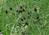 Black flowers of Sanguisorba officinalis &