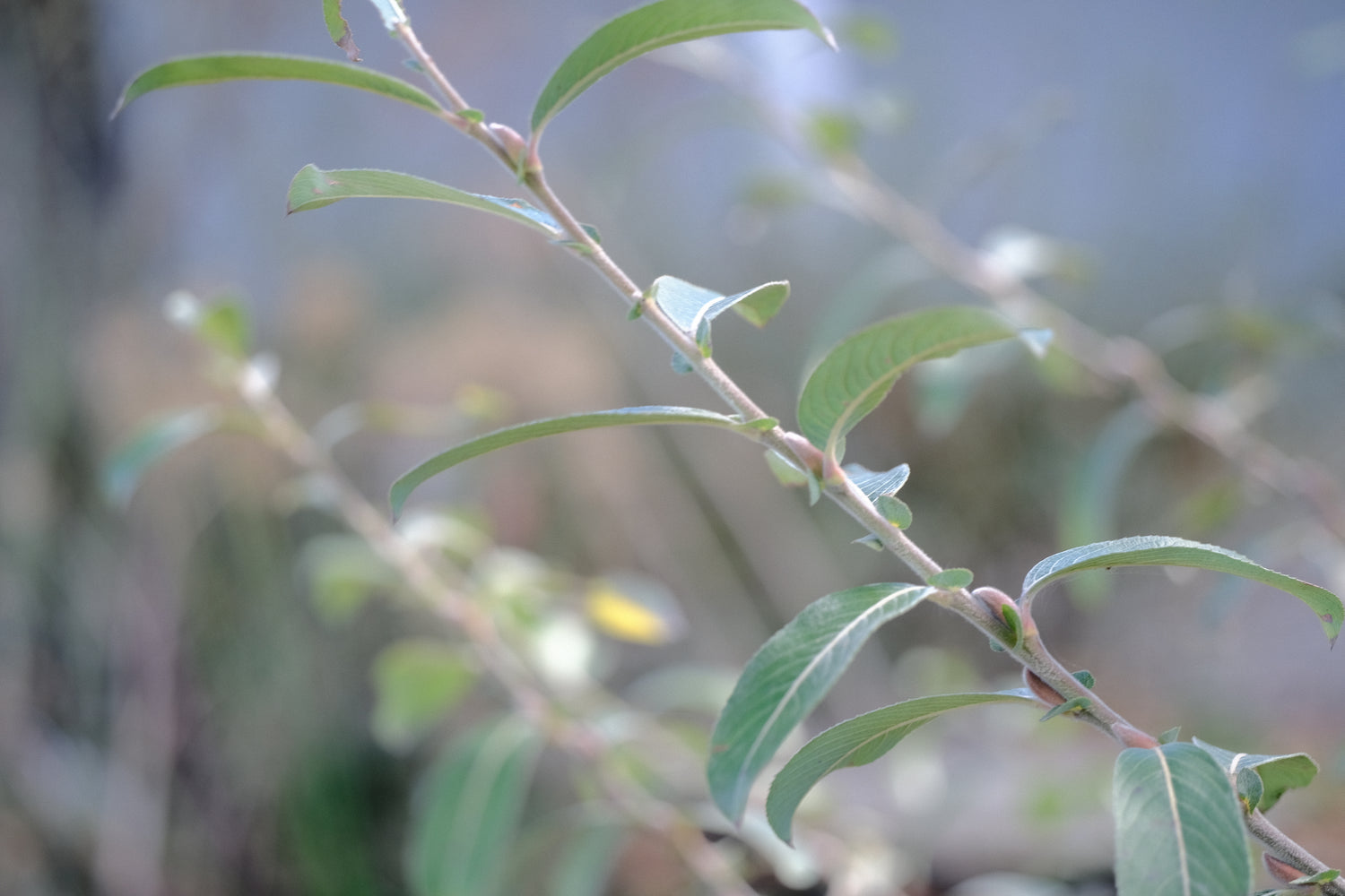 Salix gracilistyla &