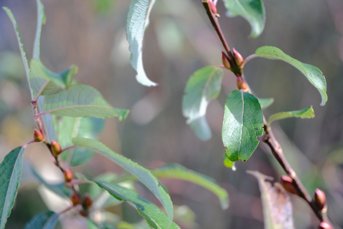 Salix x leucopithecia &