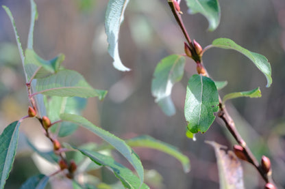 Salix x leucopithecia &