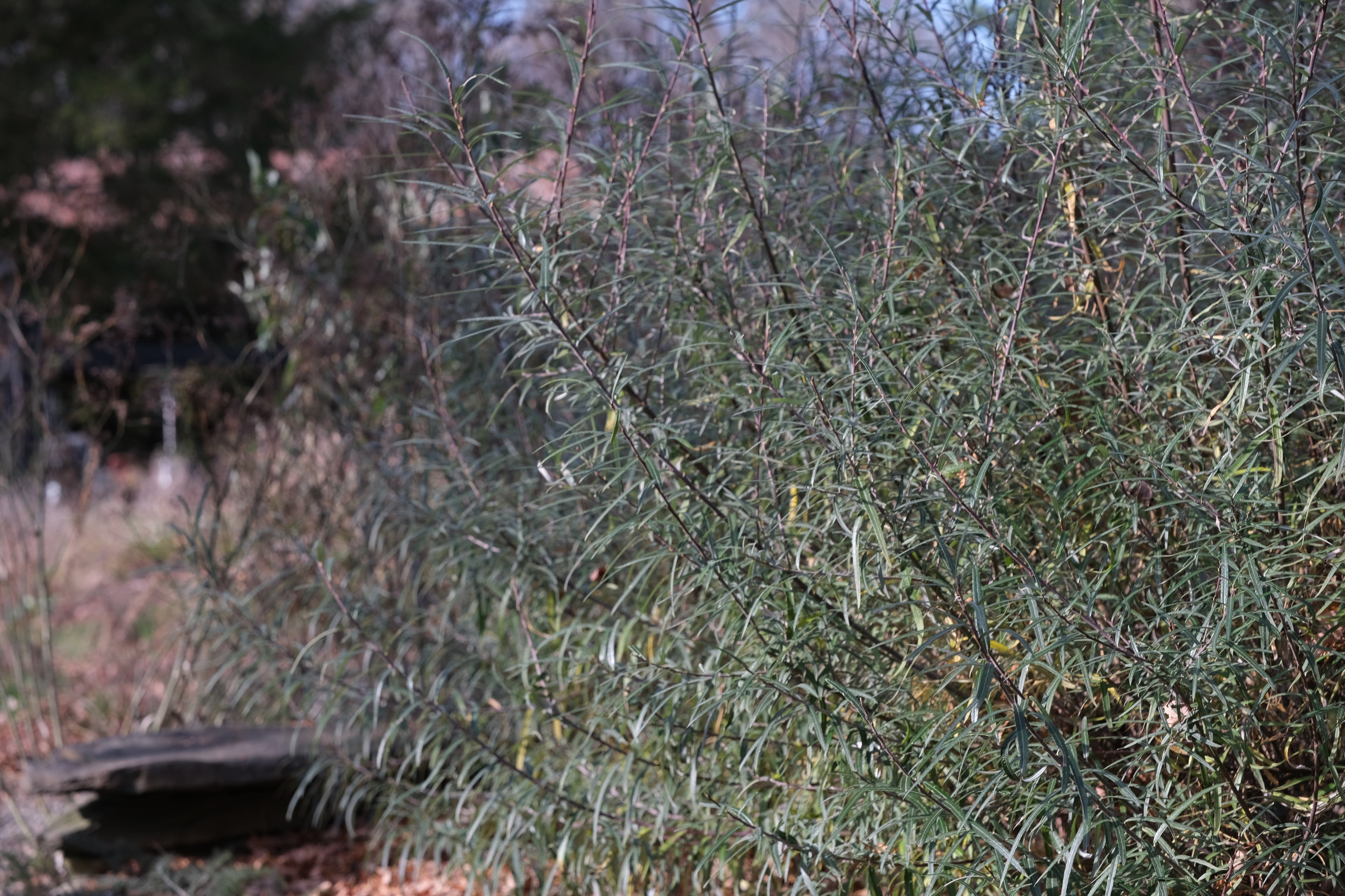 Salix eleagnos f. angustifolia (rosemary willow) in the late fall garden