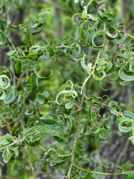 Salix babylonica 'Crispa'