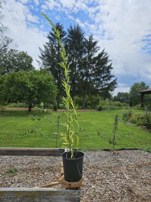 Salix babylonica f. umbraculifera &