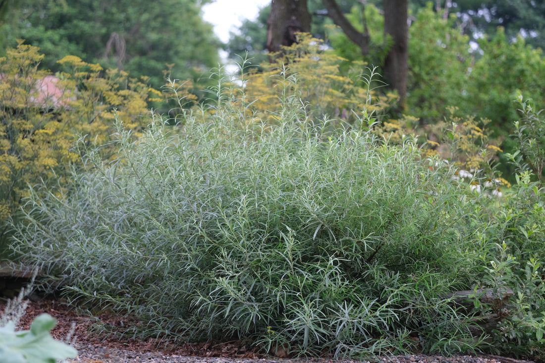 Salix eleagnos f. angustifolia (rosemary willow)