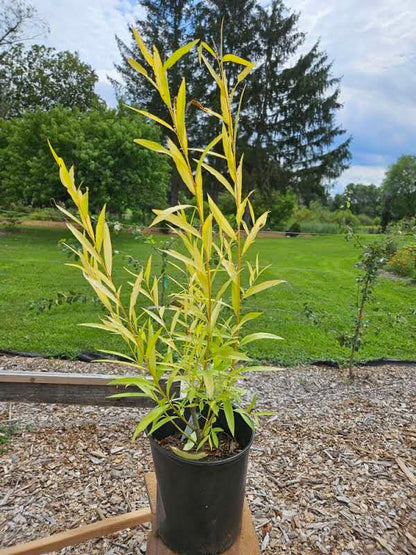 Salix fragilis f. vitellina 'Aurea'