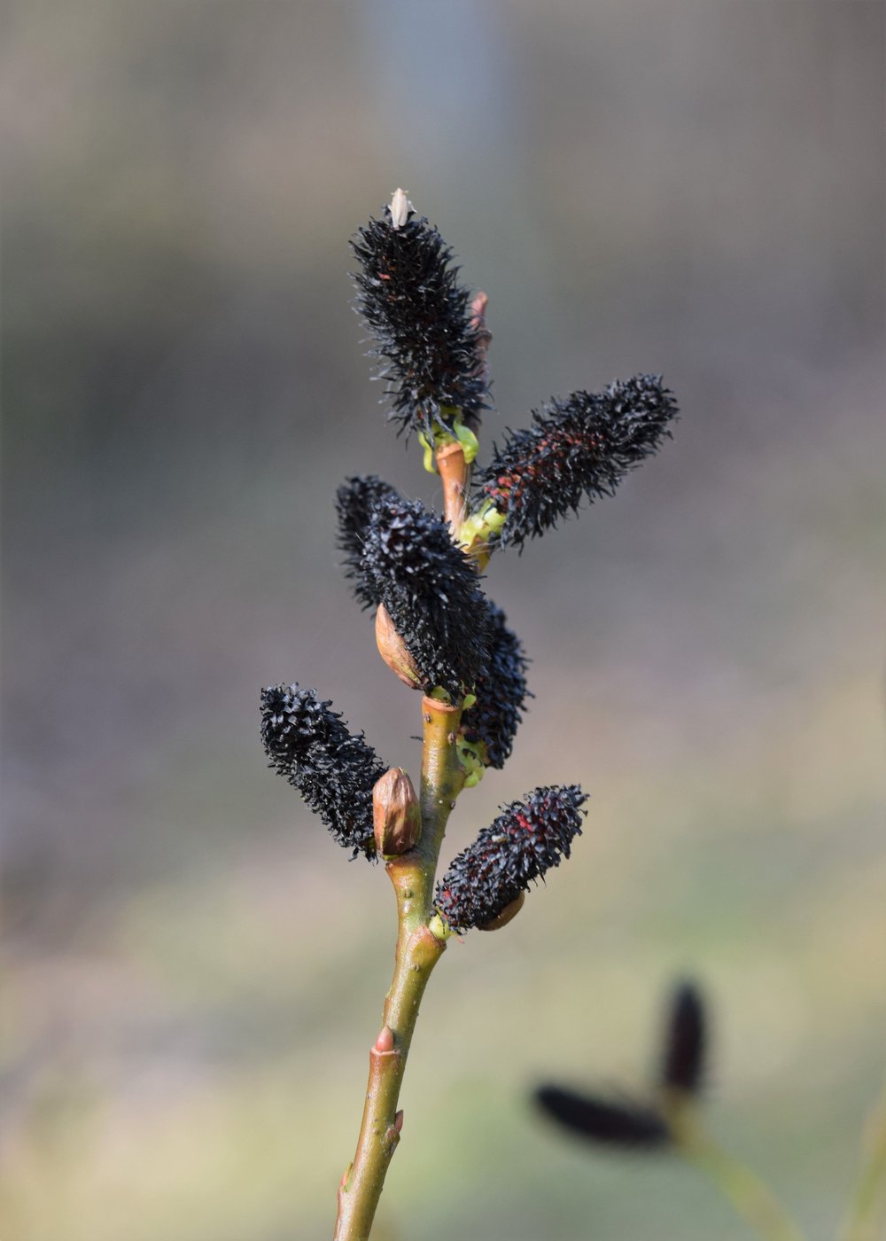 Salix gracilistyla &