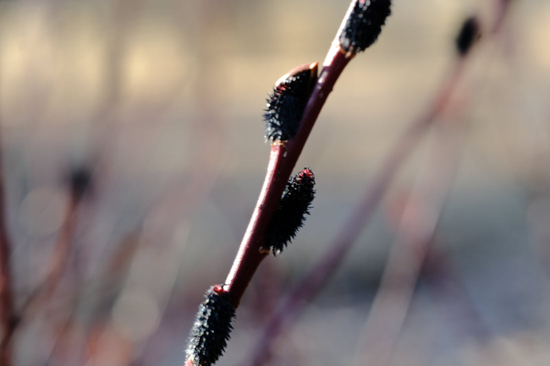 black catkins Salixgracilistyla Melanostachys black pussy  willow in March garden