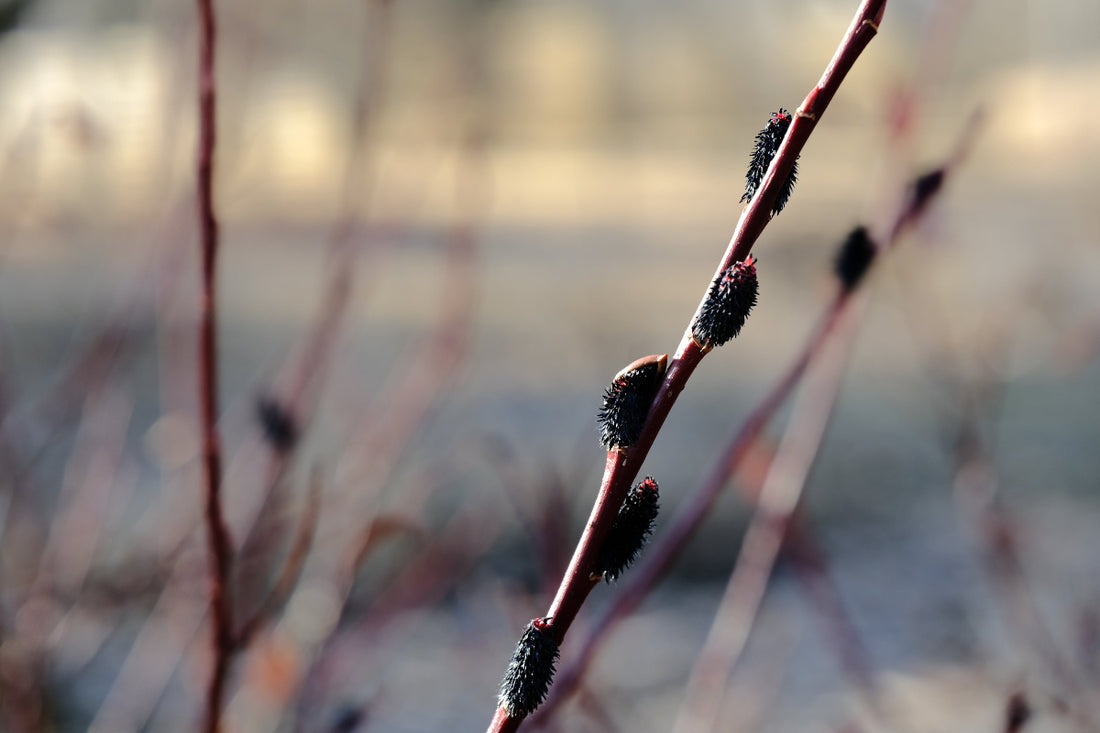 black catkins Salixgracilistyla Melanostachys black pussy  willow in March garden