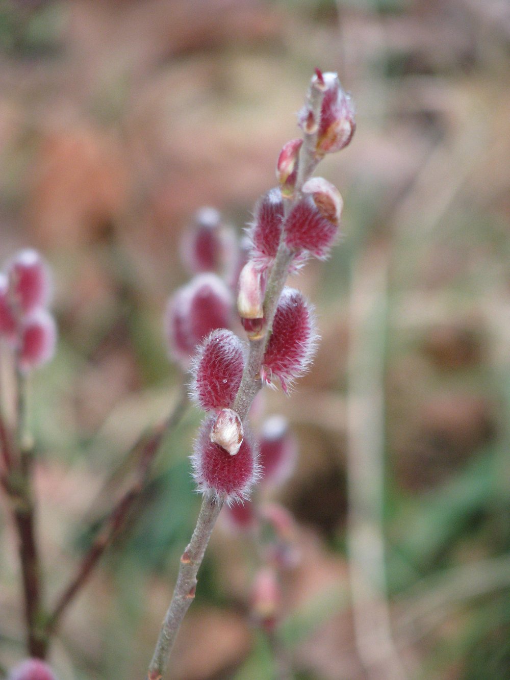 Salix gracilistyla &