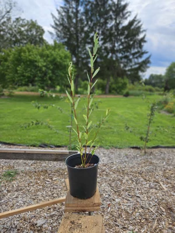 Salix irrorata &