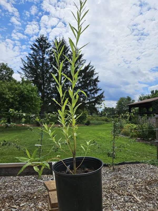 Salix miyabeana &