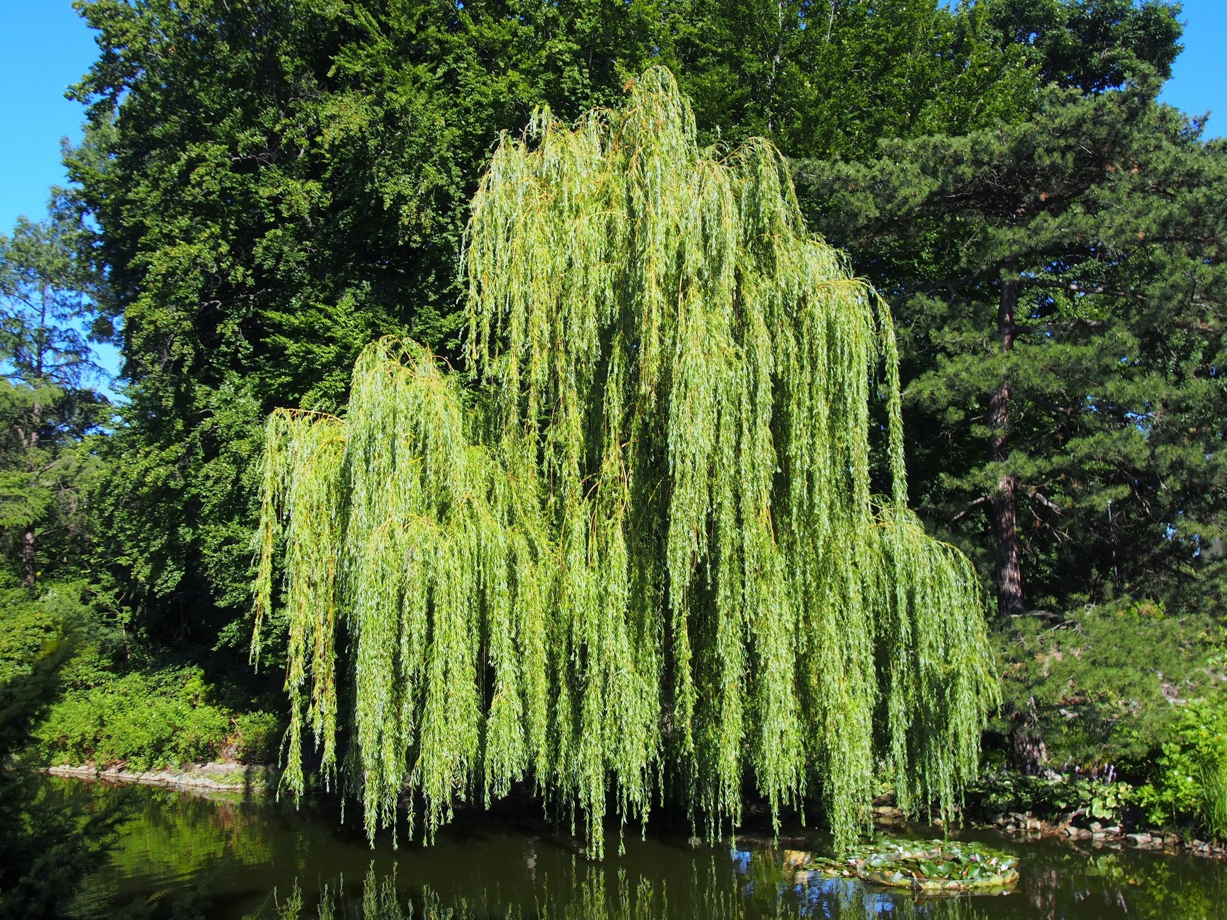 Salix pendulina f. salamonii 'Chrysocoma' – The Old Dairy Nursery & Gardens