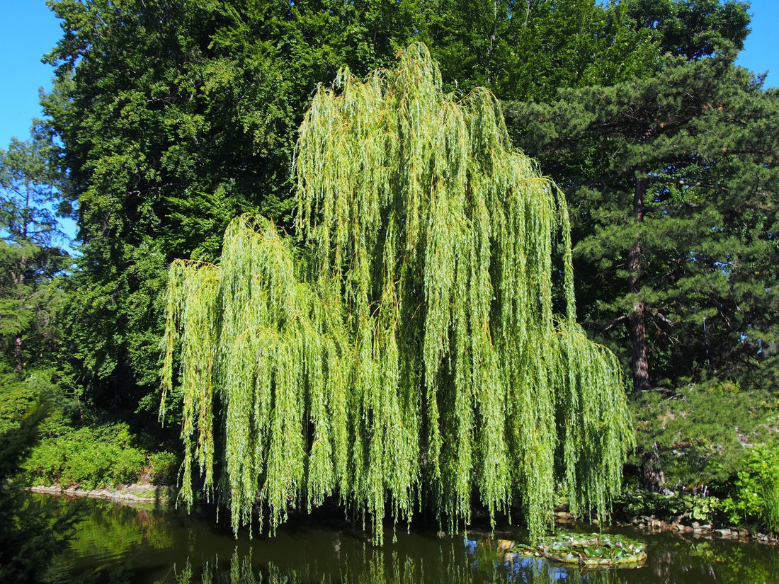 Salix pendulina f. salamonii &