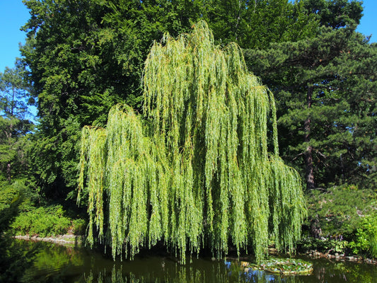 Salix pendulina f. salamonii 'Chrysocoma'