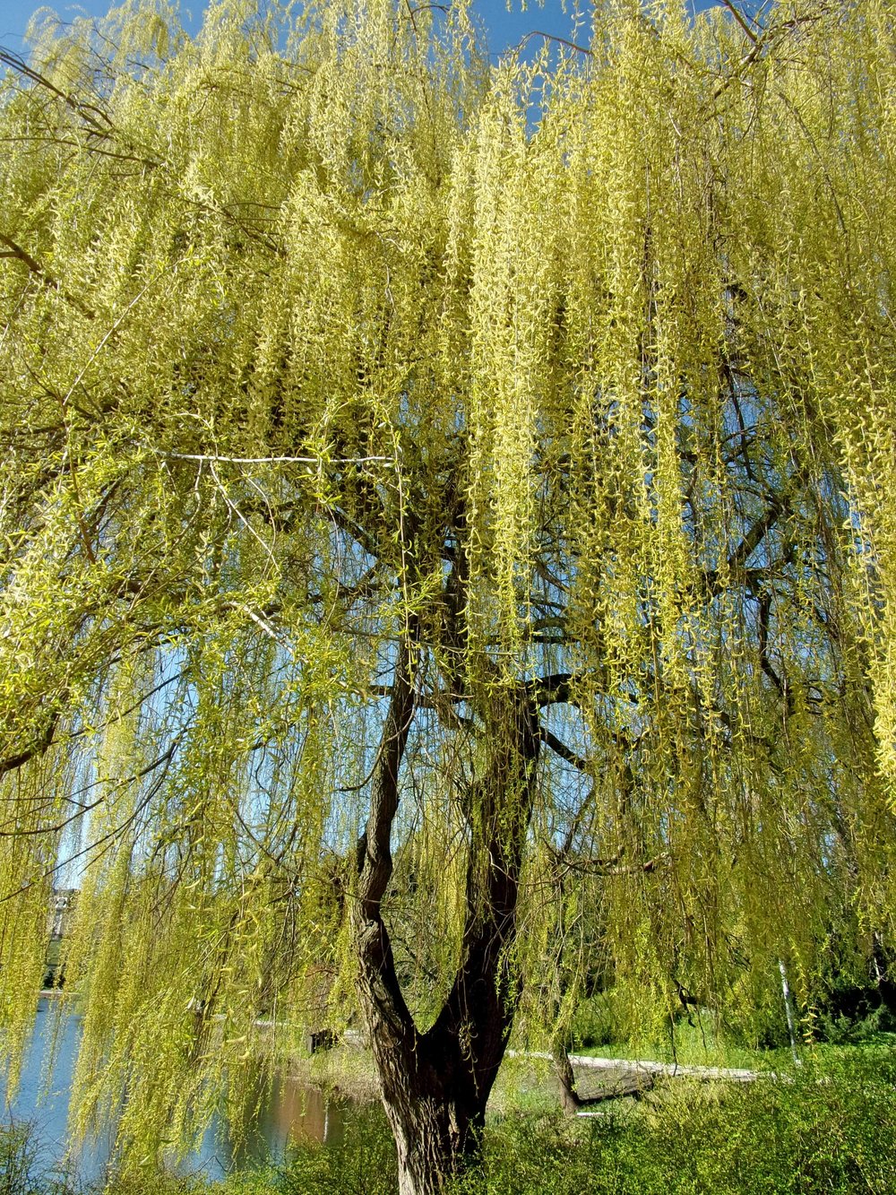 Salix pendulina f. salamonii &