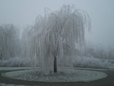 Salix pendulina f. salamonii &