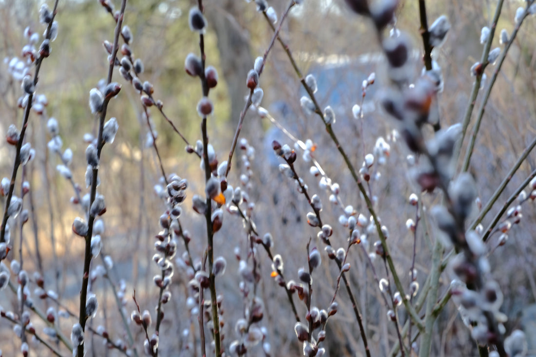 Salix x leucopithecia &