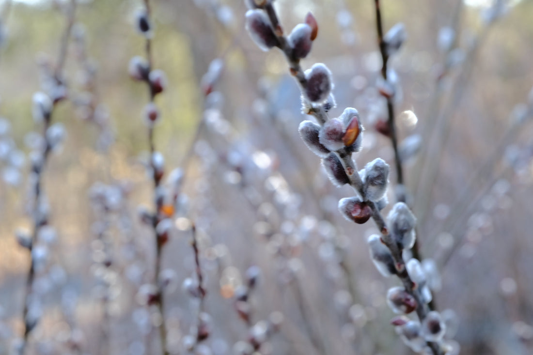 Salix x leucopithecia &