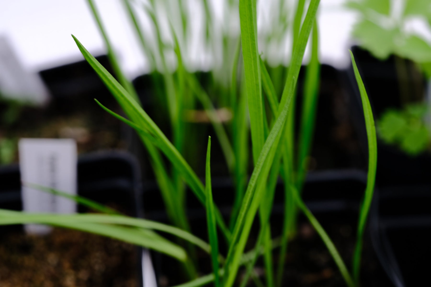 Image of bright green grass-like salsify seedling.